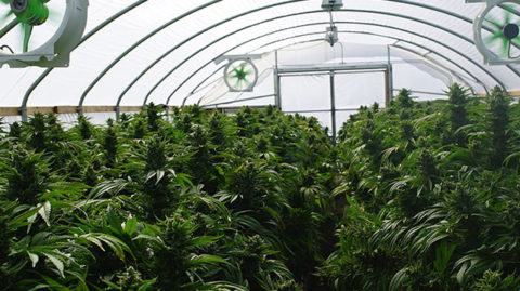 Potential Marijuana Legalization in Michigan