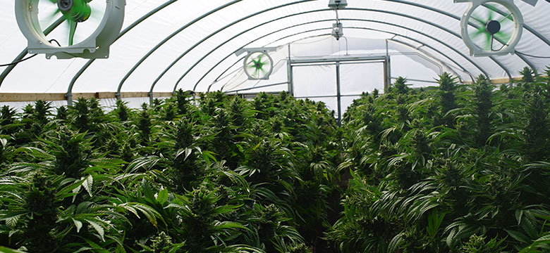 Potential Marijuana Legalization in Michigan
